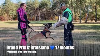 Grand Prix iz Gratsiano - malinois protection work with Jaro Vnencak