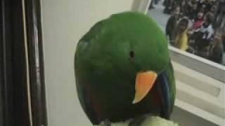 Riley the Amazing Talking Parrot   Best Bits