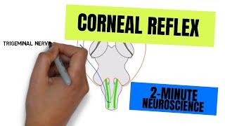 2-Minute Neuroscience: Corneal Reflex