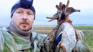 Duck hunting 2020 autumn with dad dry foot Hunting on the EKLMN field pearl Duck as bad Best raids