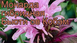 Монарда гибридная Бьюти ов Кобэм  обзор: как сажать, рассада монарды Бьюти ов Кобэм