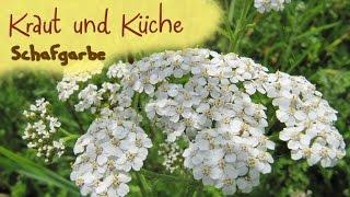 Schafgarbe - Kräuterkunde - Wildkräuter sammeln - Kräuterkurs - Kraut und Küche