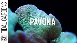 Pavona: The Perfect Beginner SPS Coral (Overview and Care Tips)