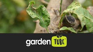 How to protect your plants from common pests