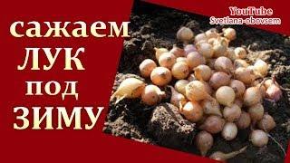 ПОСАДКА ЛУКА  ПОД ЗИМУ   ..СУПЕР СПОСОБ..ДЛЯ ЗЕЛЕНИ  И НА РЕПКУ ...