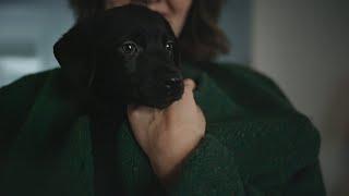 Coal, the holiday surprise | Chewy Commercial