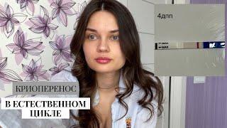 ЛОВИМ ОВУЛЯЦИЮ ЭКО//Перенос эмбриона в естественном цикле