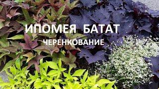 Ипомея батат . Черенкование.