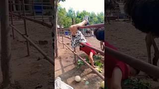 The Ingenious Techniques of Chinese Ostrich Farmers! 