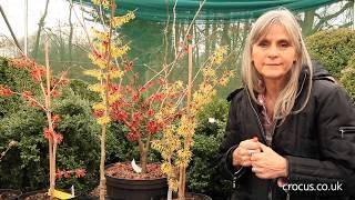 How to grow Hamamelis | Crocus.co.uk