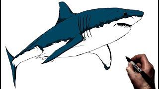 How to Draw A Great White Shark | Step By Step