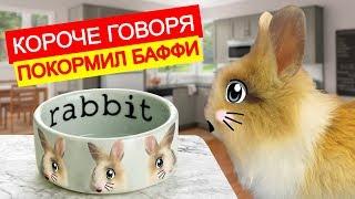 УТРО КРОЛИКА БАФФИ. КОТ МАЛЫШ И КОШЕЧКА МУРКА смеялись. короче говоря покормил Баффи