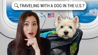 Traveling with your DOG to the USA after Aug 1, 2024?  Here’s what you need to know