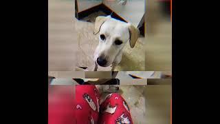 What is Cotton replying.. Oat: it's a scam!