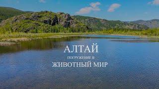 Животный мир Республики Алтай (ALTAY NATURE DEEP DIVE)