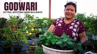 Godwari (Chrysanthemum Propagation) Cutting and Repotting Season is Here I Pabitra Garden