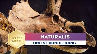 Online familierondleiding door Naturalis Biodiversity Center in Leiden