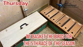 Thursday | We Basket the Birds for the 5th Race this Season | Racing Pigeons |