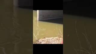 crappie hunter