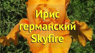 Ирис германский Скайфаер. Краткий обзор, описание характеристик iris germanica Skyfire