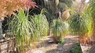 Beaucarnea recurvata | Medium Size | Sea Crest Nursery