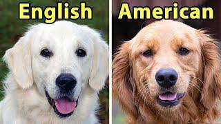 6 Differences Between American vs. English Golden Retrievers