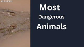 Top 5 Most Dangerous Animals in the World | Deadliest Creatures You Should Fear!"