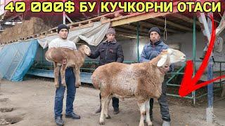 КУЙ БОКИШ УСЛУБИ 8000$ БЕРИЛМАГАН НАСИЛДОР КУЧКОР