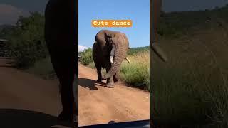 Happy elephant #funny #cute #pets #shortsvideo ️