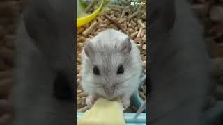 Будни хомяка , продолжение #hamster #petshopru #pets #хомяк #джунгарики #будни