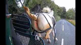 Not Always Plain Sailing! - First Time Driving Out with a Young Cob Filly