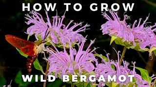 Complete Guide to Wild Bergamot, Monarda Fistulosa