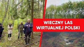 Wielka akcja WP. Wirtualna Polska wzięła pod ochronę kolejny las