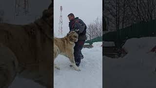 Охрана территории Ганник. Просто шикарно кусает. Алабай просто сказка, рабочее разведение.