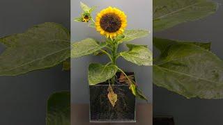 Life Cycle Of Sunflower  #timelapse #shorts