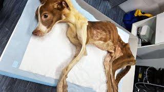 The dying dog didn't trust people anymore! The owner refused to treat him and abandoned him!