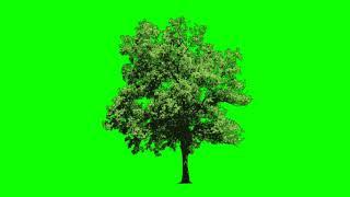 Green Screen Tree Effects || Chroma key Tree Animation || No Copyright Claim || Free To Use