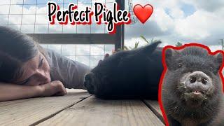 Picture PERFECT piglet 