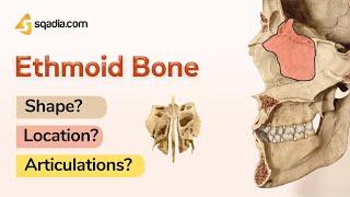 Ethmoid Bone: Shape, Location and Articulations Anatomy Learning | sqadia.com