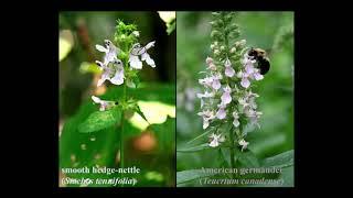 Lamiaceae lecture