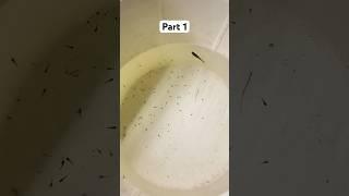 Loaded Guppy Gave Birth to 50!