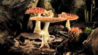 Fly Agaric toadstool growing time-lapse