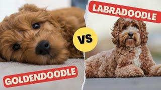 Labradoodle vs Goldendoodle: Key Differences to Know