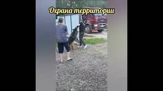 Услуги КИНОЛОГА / ДРЕССИРОВКА СОБАК