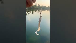 #pesca a #spinning con #jig al #luccio !!! #shorts #reelfishing #pike #river