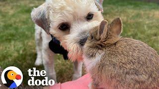 People Kept Driving By Stray Dog In Parking Lot | The Dodo