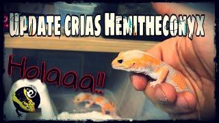 Update crias Hemitheconyx