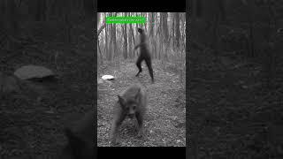 Animais as skinwalkers caught on camera 