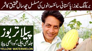 YELLOW Watermelon Variety Developed by PAKISTANI Scientists | May 2024