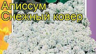 Алиссум Снежный ковер (Алиссум). Краткий обзор, описание характеристик, где купить, семена